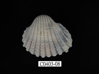 藏品(血蚶)的圖片